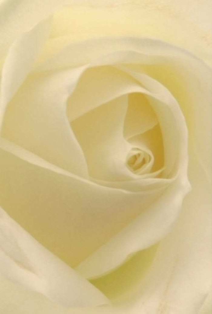Peering into the delicate spiral of this classic white rose, one becomes fully captivated by the serene blending of softness and structure within each petal. Ivory and cream merge in smooth transitions, echoing the gentle, natural light that fills homes and gardens throughout South Wimbledon. The composition radiates tranquility and subtle refinement-qualities that make this rose a fitting choice for heartfelt gestures, from intimate apologies and wedding centrepieces to tributes honoring life's special chapters near Merton Abbey or along The Broadway. The spiraled heart at the rose's core suggests purity and quiet resilience, standing proud amid subtle gradients of shadow and hue. There's a near-ethereal glow, as though the bloom is gently illuminated from within, its fragrance clean and calming-a perfect accent for conveying support, love, or remembrance. For the experienced florist in South Wimbledon, this rose remains an enduring symbol of care, connection, and the power of thoughtful expression delivered locally.
